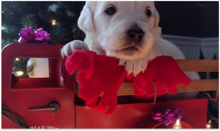 The Best Christmas Gifts for Your White Golden Retriever