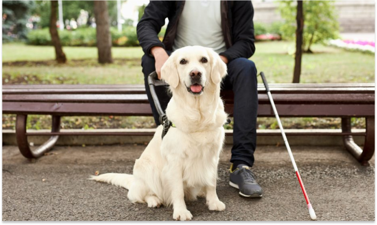 How To Choose the Right Service Dog Breeder for Your Needs