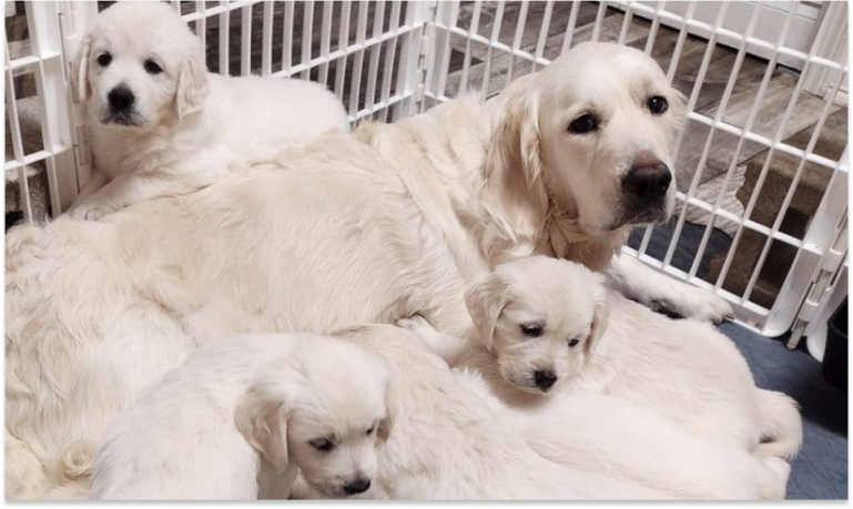 The Benefits of Early Socialization for English Cream Golden Retriever Puppies