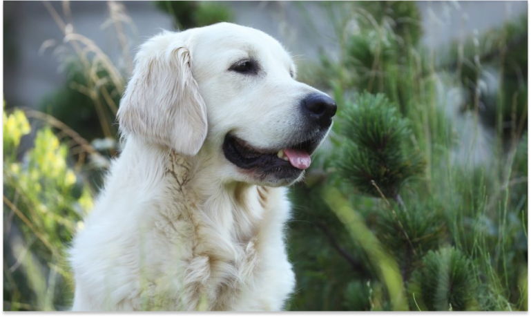 The History of the White Golden Retriever