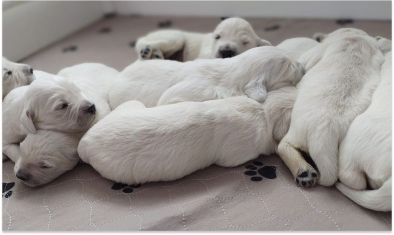 We Welcomed A New Litter – Only 4 Deposits Left!