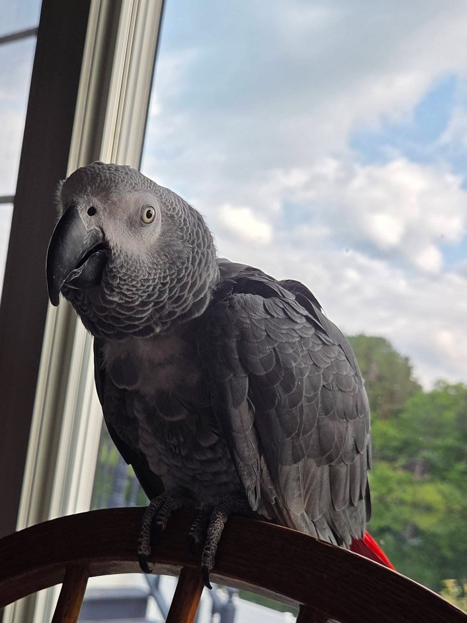 gray cockatoo bird