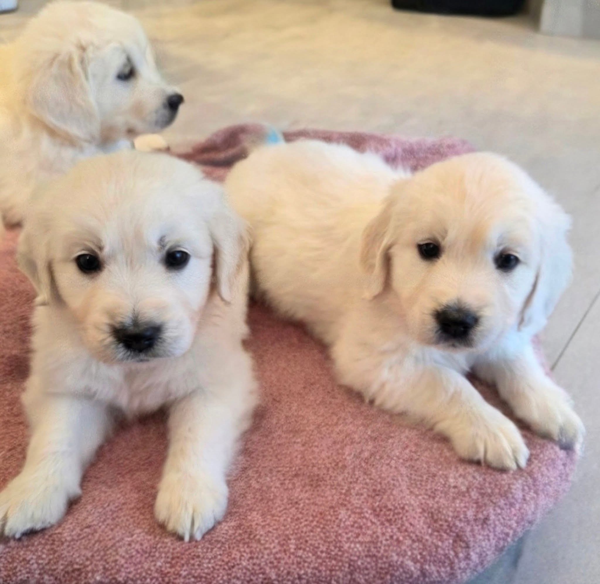 Three White Golden Retriever puppies