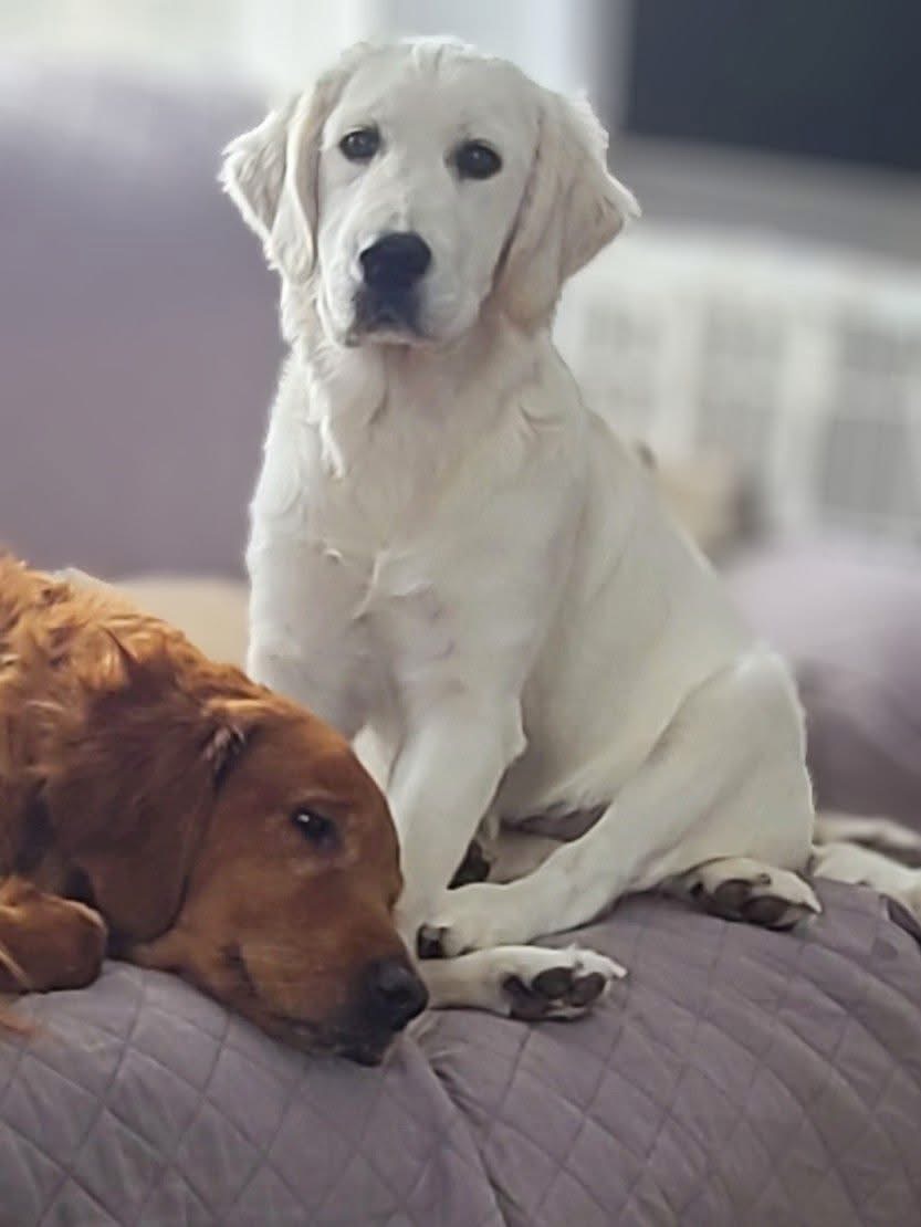White Golden Retriever Puppy and older, darker golden dog