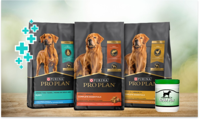 Balancing Your White Golden Retriever’s Diet_ Key Nutrients for a Happy, Healthy Dog