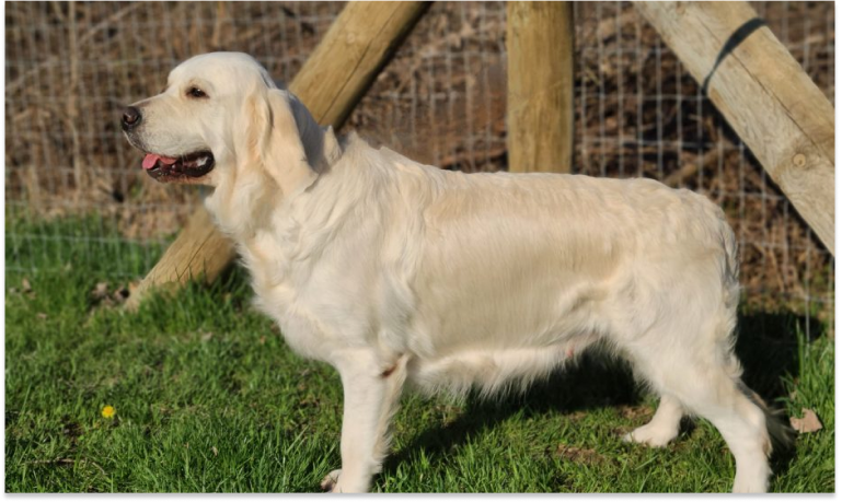 Dental Care Dos and Don’ts for White Golden Retriever Owners