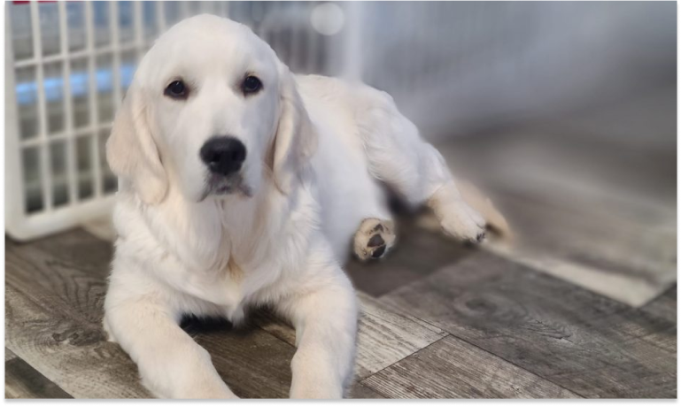Embracing Michigan’s Unique Climate and Lifestyle_ White Golden Retriever Puppy Care in the Great Lakes State