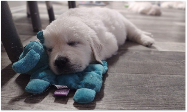 Happy National Puppy Day! We Are Celebrating With 5 Reasons to Love White Golden Retrievers