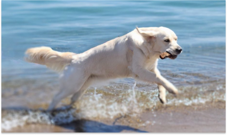 Summer Precautions for Your White Golden Retriever