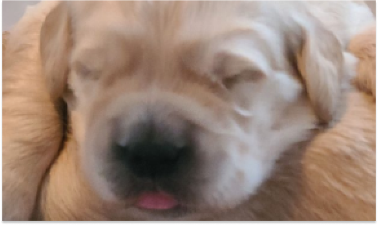 Welcoming Bailee’s Final Litter at Elite White Goldens_ One Male Puppy Available!
