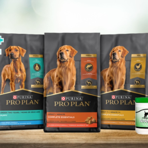 Balancing Your White Golden Retriever’s Diet: Key Nutrients for a Happy, Healthy Dog