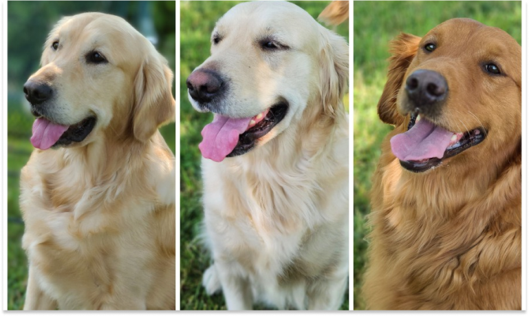 A Golden Opportunity – Adopt Our Retired Ladies_ Ellie, Izzie, & Riley