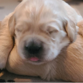 Welcoming Bailee’s Final Litter at Elite White Goldens: One Male Puppy Available!