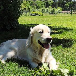 Cracking the Window Is Not Enough: Why Leaving Dogs in Hot Cars Can Be Deadly