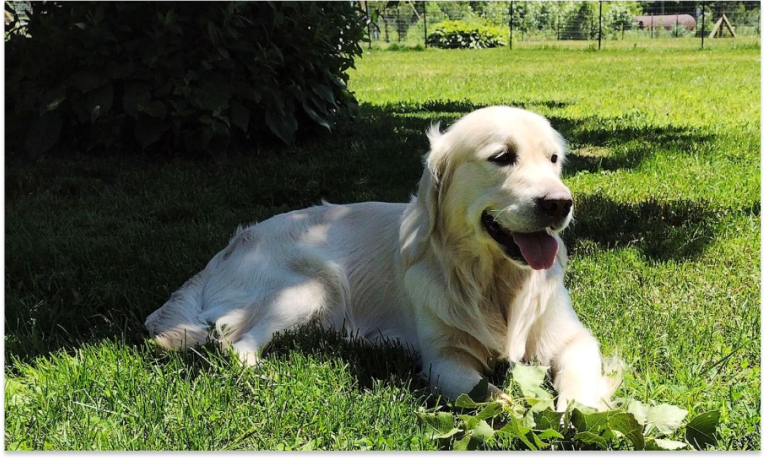 Cracking the Window Is Not Enough_ Why Leaving Dogs in Hot Cars Can Be Deadly