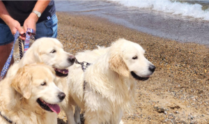 White Golden Retriever on beach