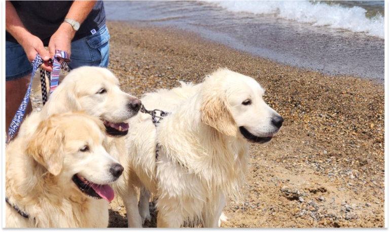 Essential Beach Safety Tips Every Golden Retriever Owner Should Know