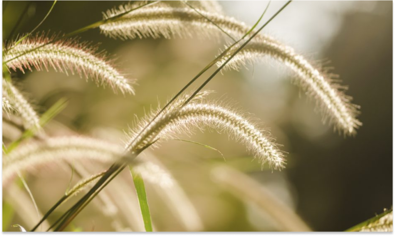 Foxtail Grass_ A Hidden Danger to Dogs and How to Identify It