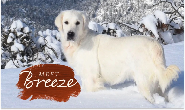 Meet Breeze_ The Newest Beauty in the Elite White Golden Family!