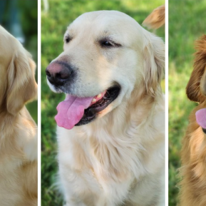 A Golden Opportunity – Adopt Our Retired Ladies: Ellie, Izzie, & Riley