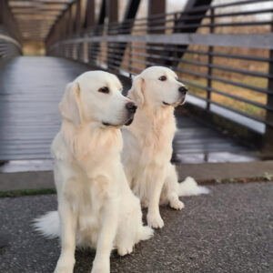 A picture of two Golden Retriever Parents on a bridge 