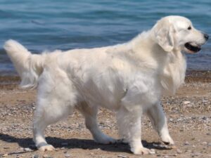 White Golden Retriever on the beach