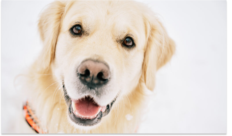 English Cream Golden Retriever Service Dogs – Everything You Need To Know
