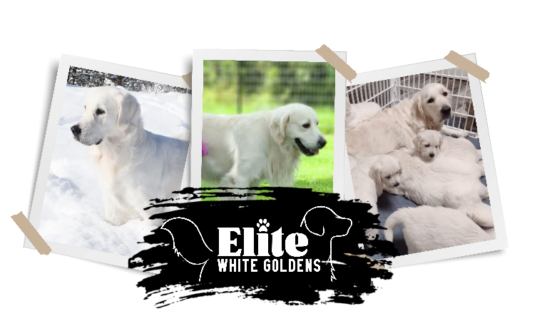 elitewhitegoldens