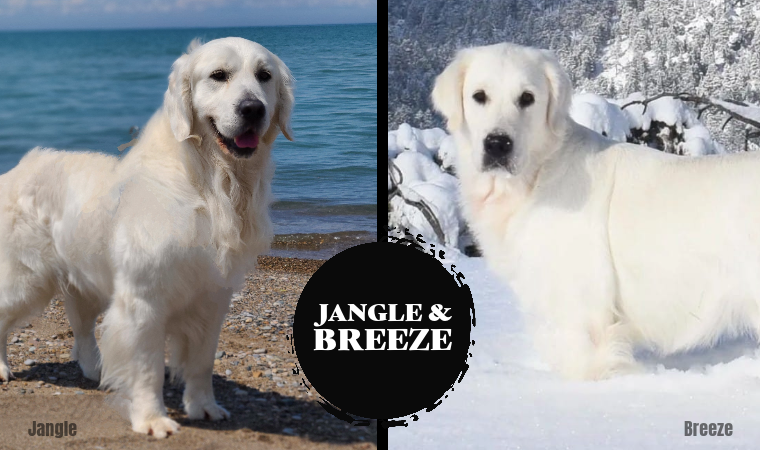 Breeze and Jangle