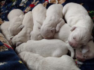9 healthy puppies – born January 16th, 2023