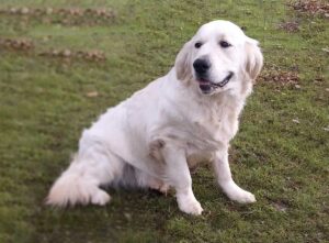 We Welcomed A New Litter – Only 4 Deposits Left!