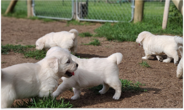 From Puppies to Adults_ Why Golden Retrievers in Michigan Need Fences