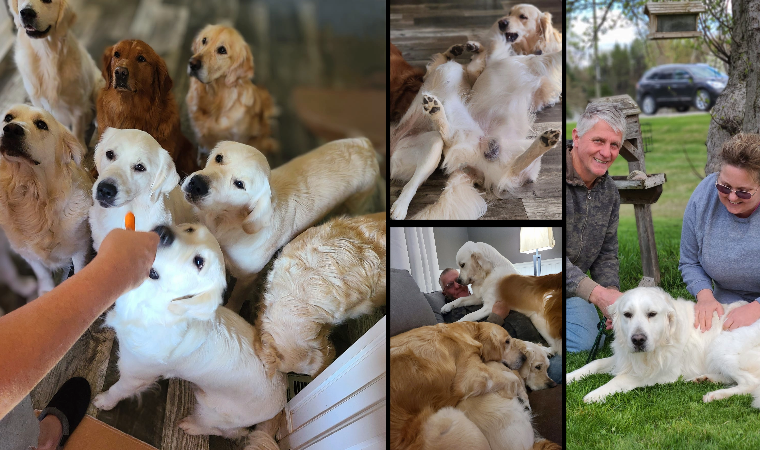 Best golden hot sale retriever breeder