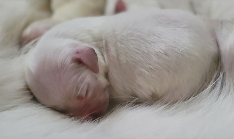 Newest Litter-min
