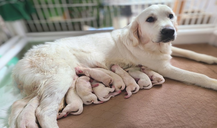 Michigan's Finest Golden Retriever Puppies For Sale!