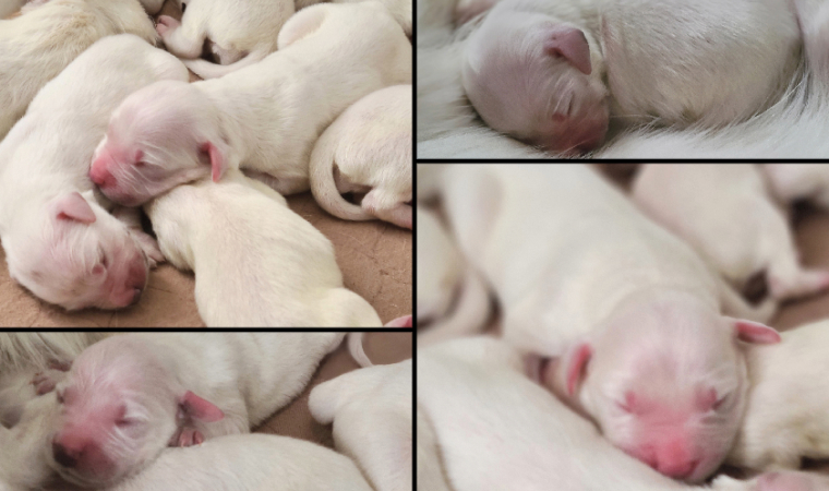 Michigan's Finest Golden Retriever Puppies For Sale!