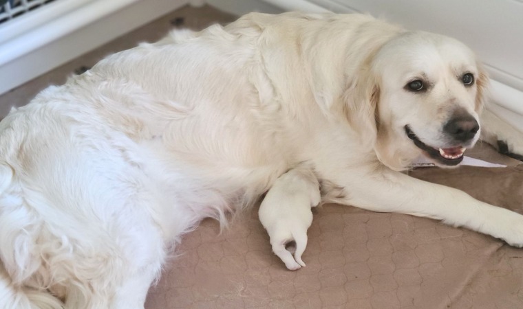 Michigan's Finest Golden Retriever Puppies For Sale!