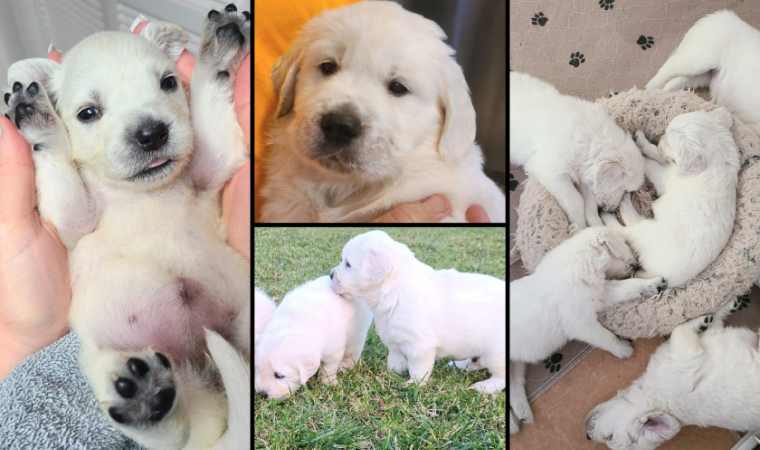 Last Call! Only 3 Golden Retriever Puppies Available