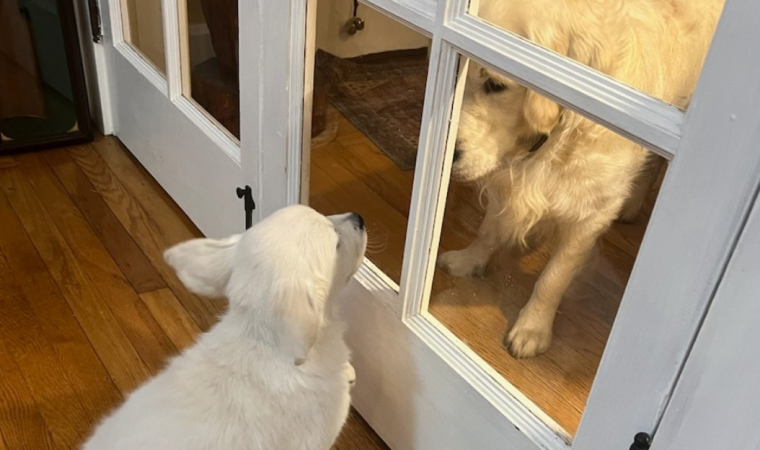 Mingling Golden Retriever Puppies main