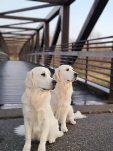 jangle and sulley bridge 2