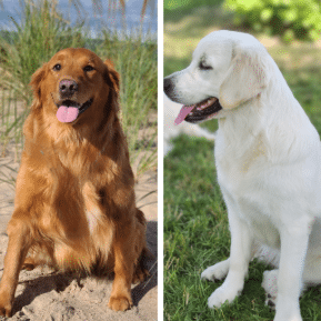 A Tail of Two Goldens: Comparing American and English Cream Varieties
