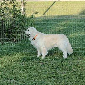 How To Create the Perfect Outdoor Space for Your White Golden Retriever