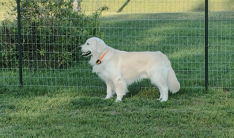 How To Create the Perfect Outdoor Space for Your White Golden Retriever