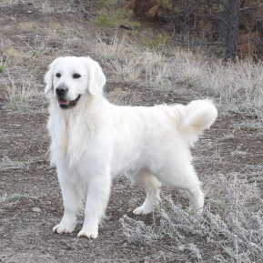 The Role of White Golden Retrievers in Special Needs Therapy