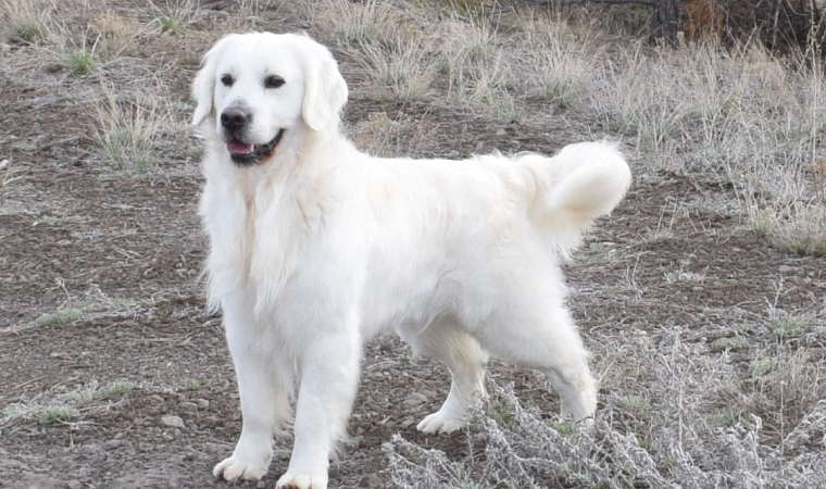 All fashion white golden retriever