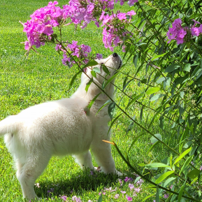 Toxic Plants for White Goldens to Avoid This Spring
