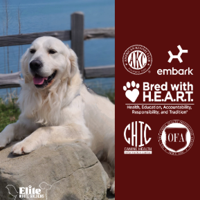 What Every White Golden Retriever Owner Should Know About Certifications