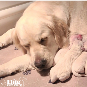 How Elite White Goldens Maintains a Sustainable Breeding Program