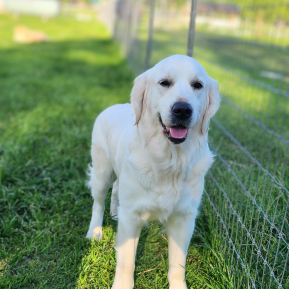 Upcoming Litters in August: Meet Piper
