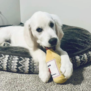 White golden retriever inside on dog bed chewing on toy